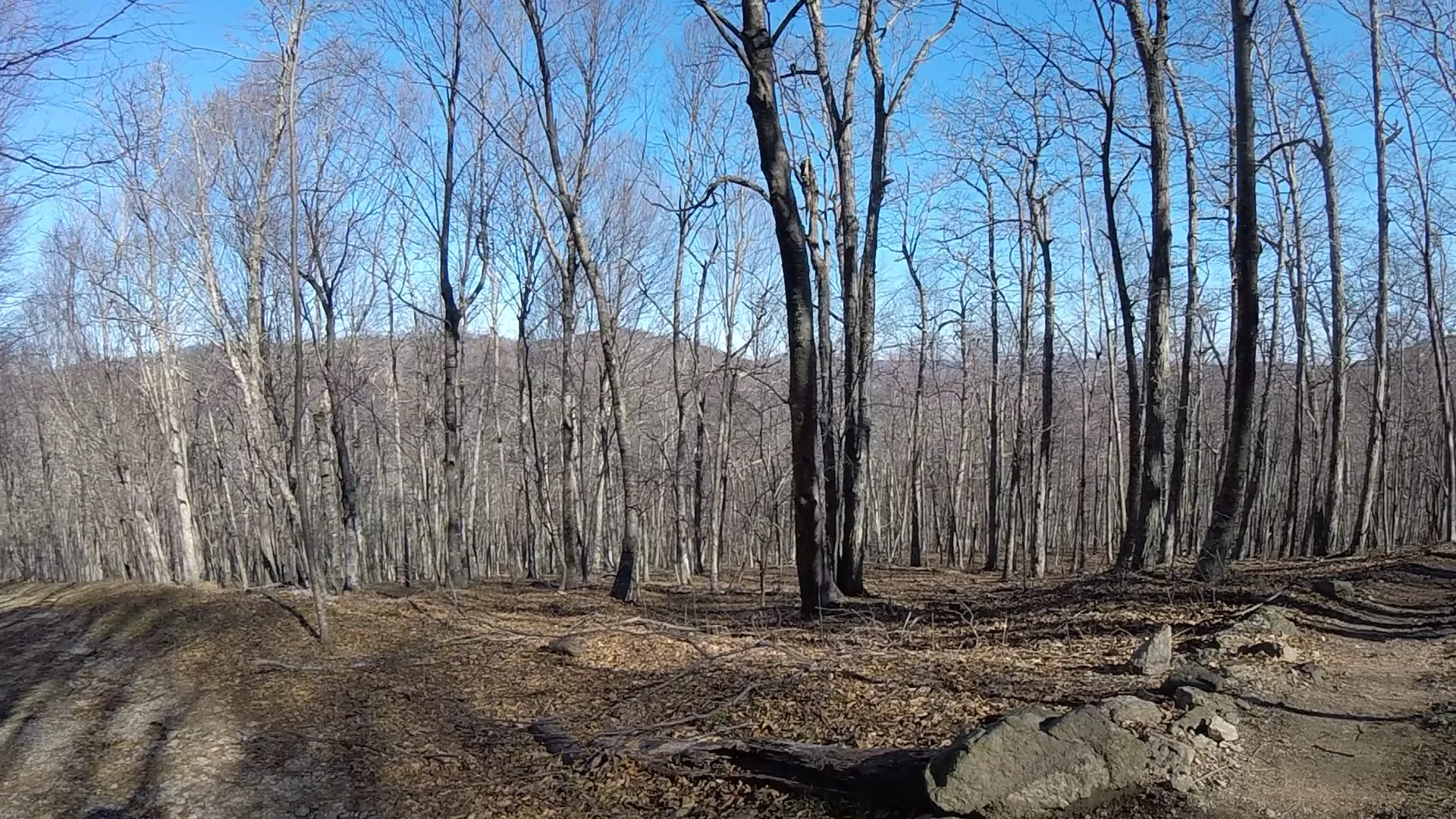Cole Mountain Loop