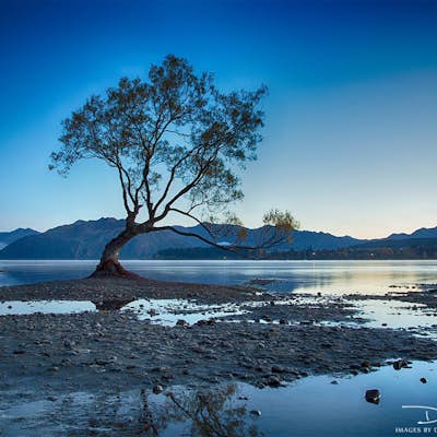 Hike Lake Wanaka and Photograph the Famous Tree