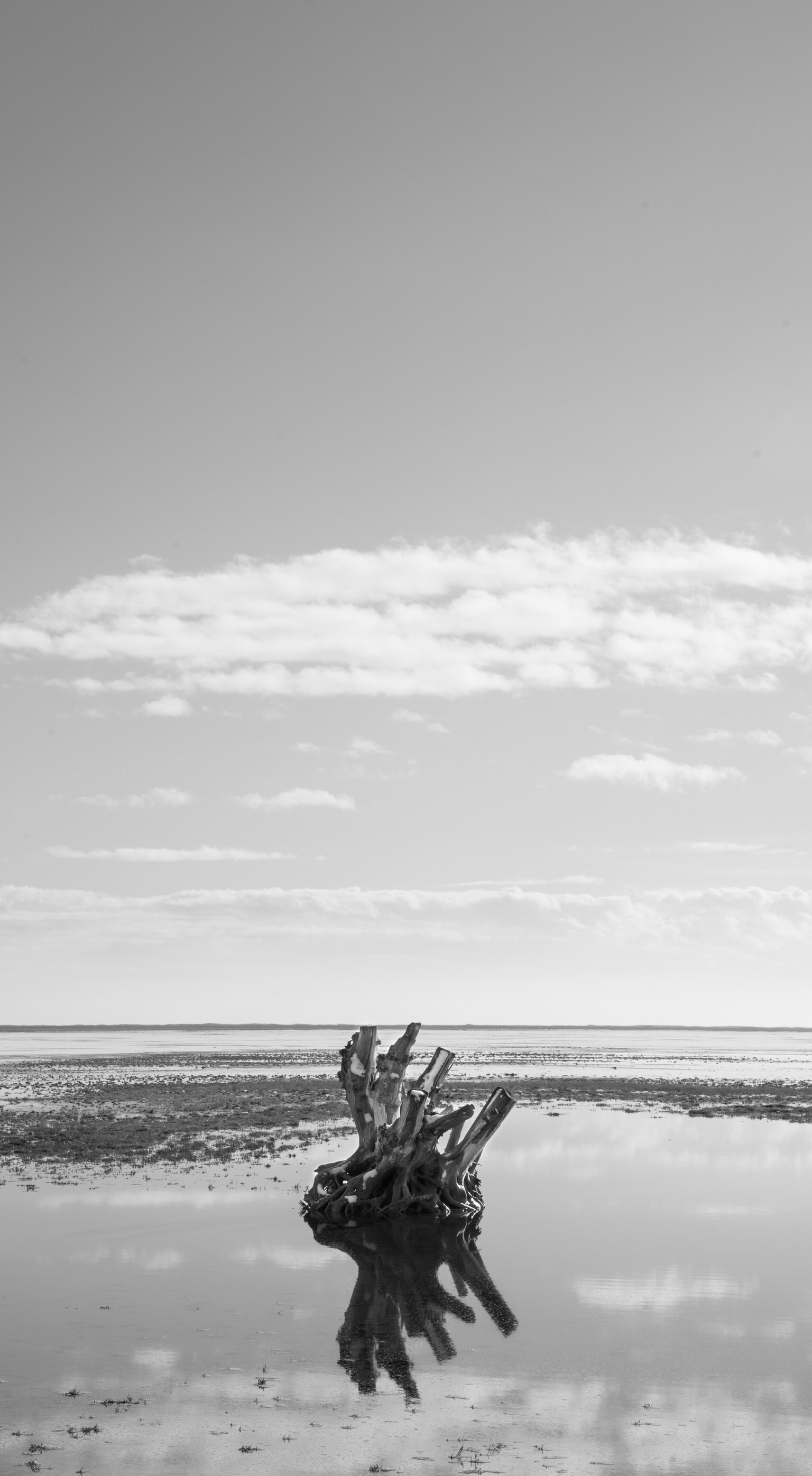 Photograph the Famous Stump by the Antelope Island Causeway 