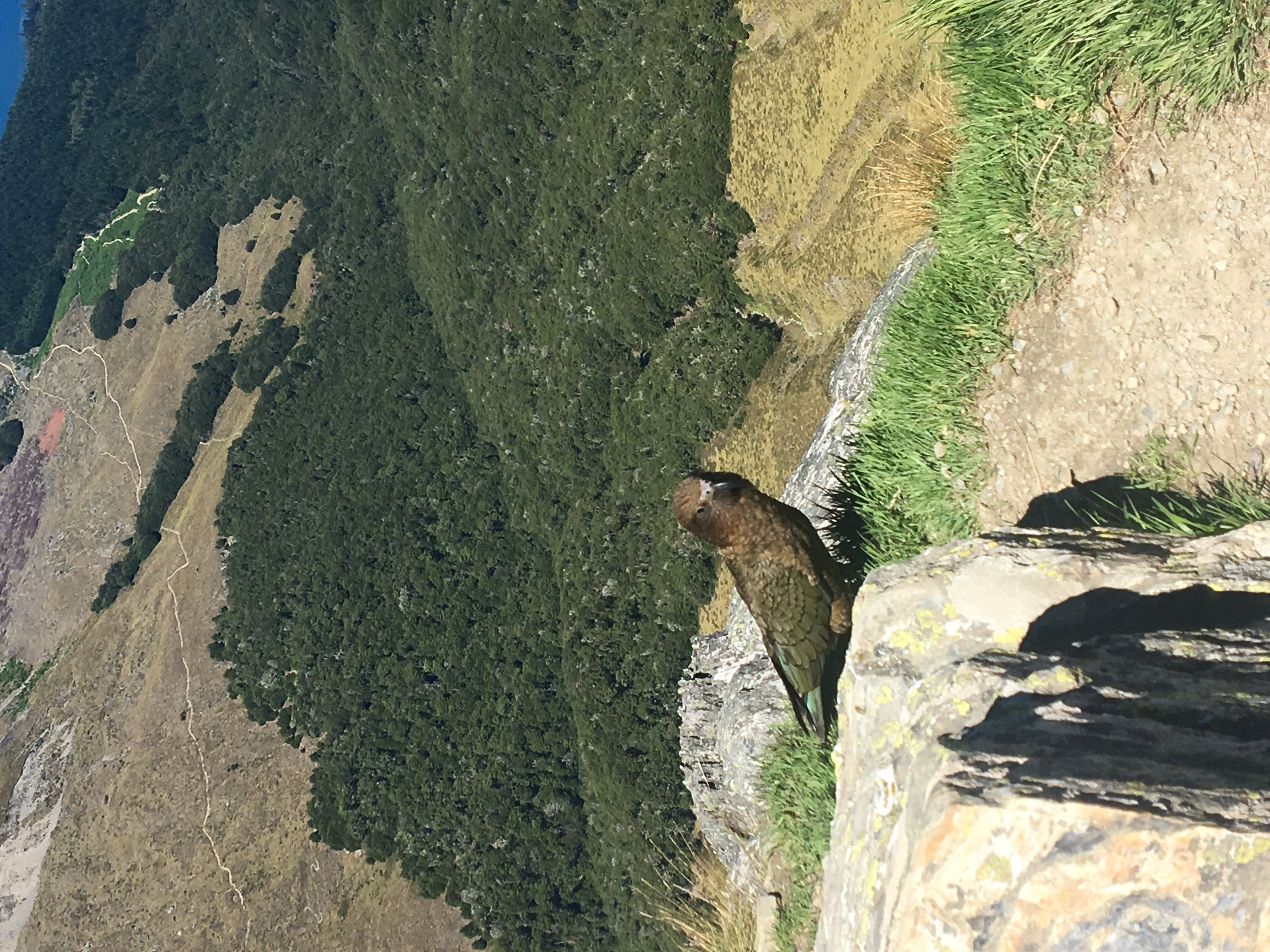 Ben Lomond Track via Old Skyline Road