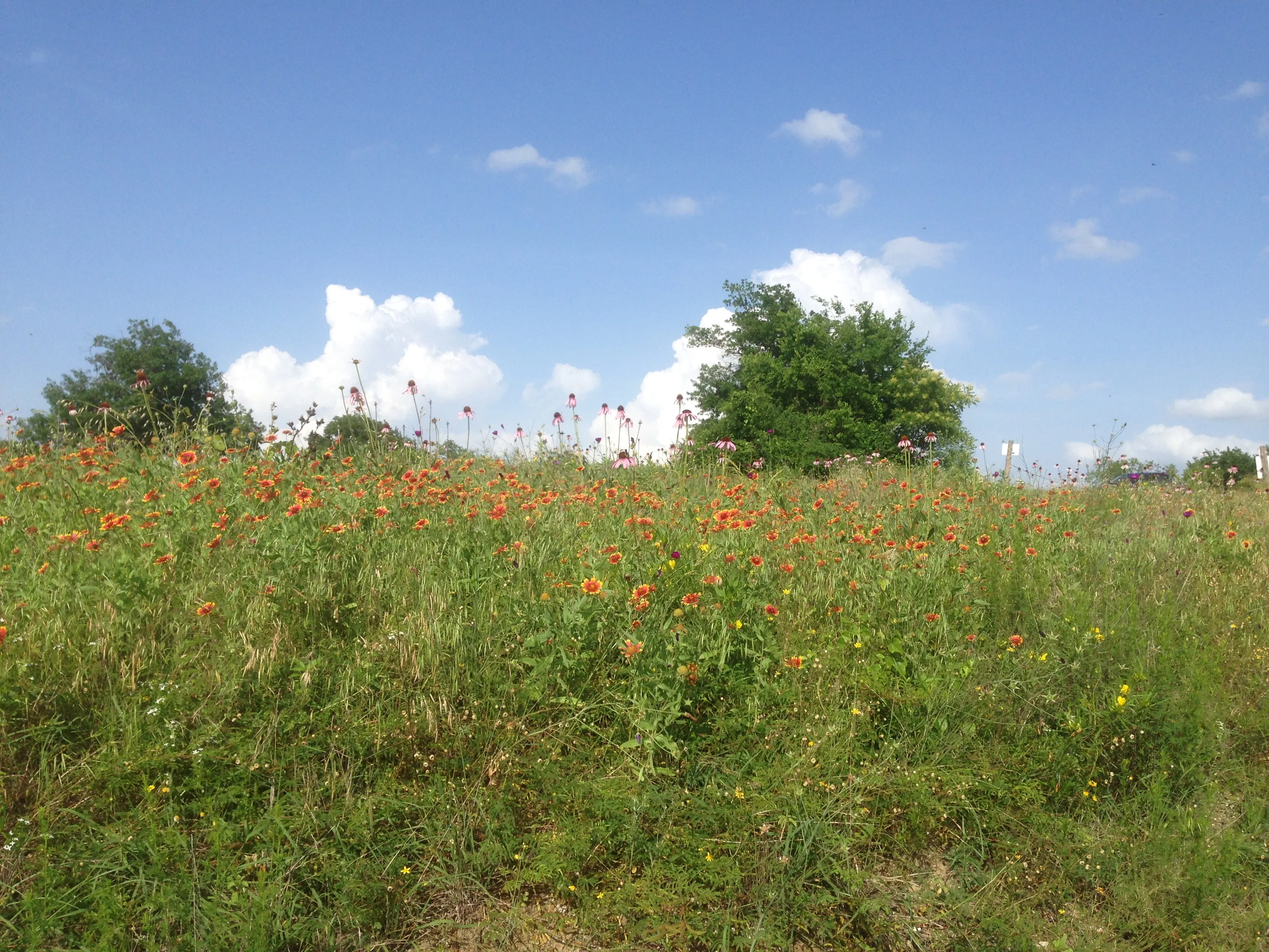 Hike at Heard Natural Science Museum & Wildlife Sanctuary