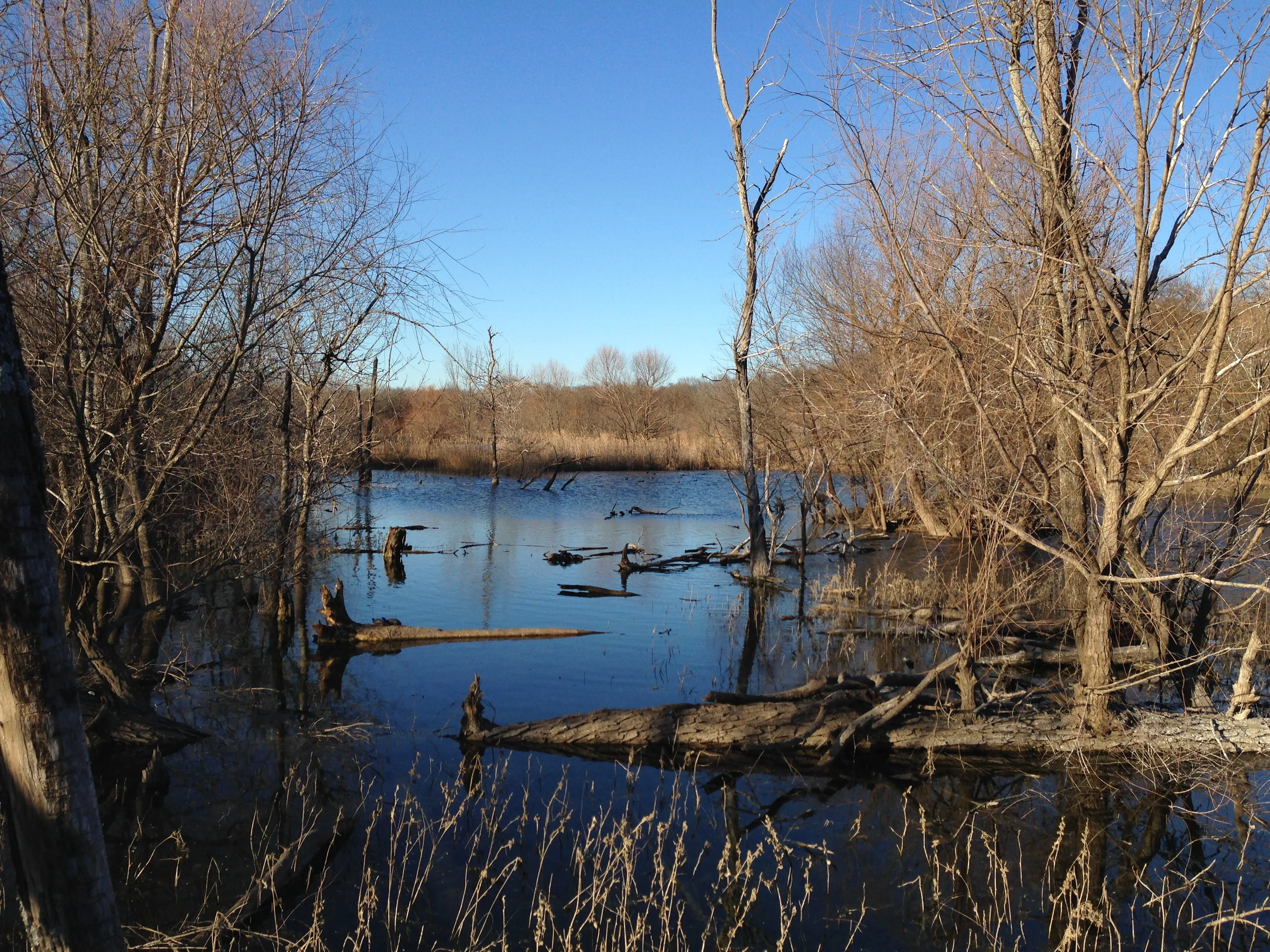 Hike at Heard Natural Science Museum & Wildlife Sanctuary