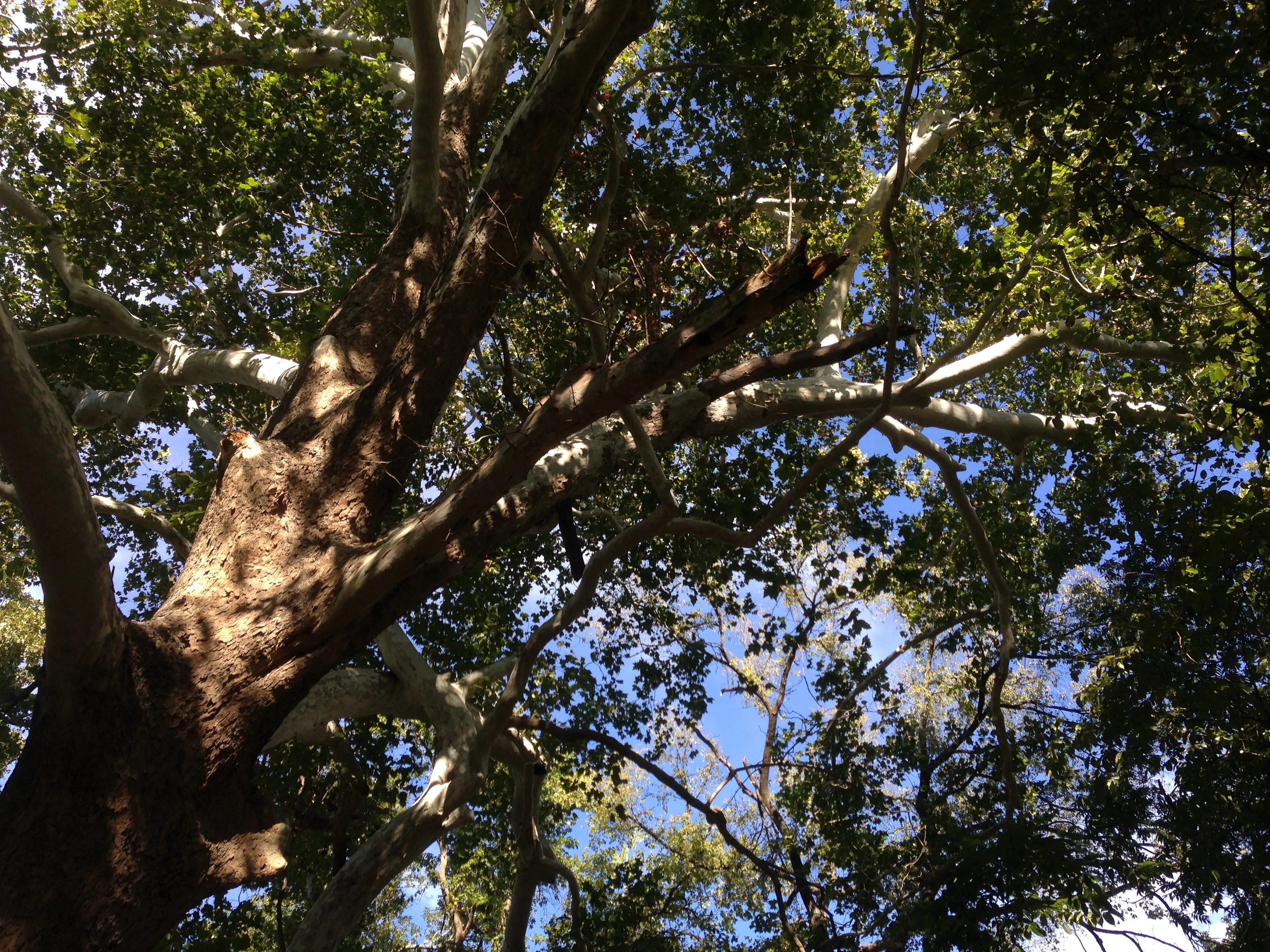 Hike at Heard Natural Science Museum & Wildlife Sanctuary