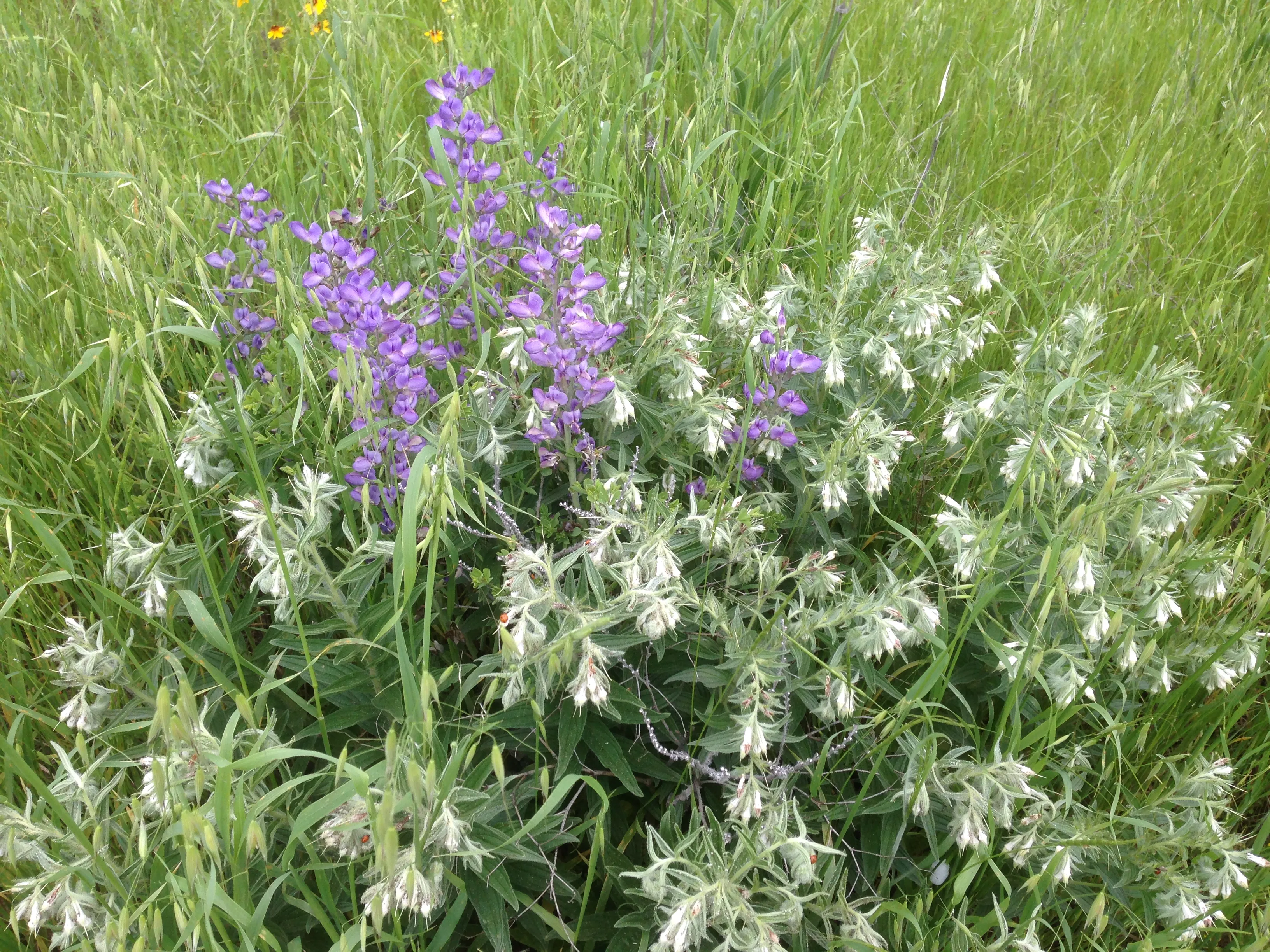Hike at Heard Natural Science Museum & Wildlife Sanctuary