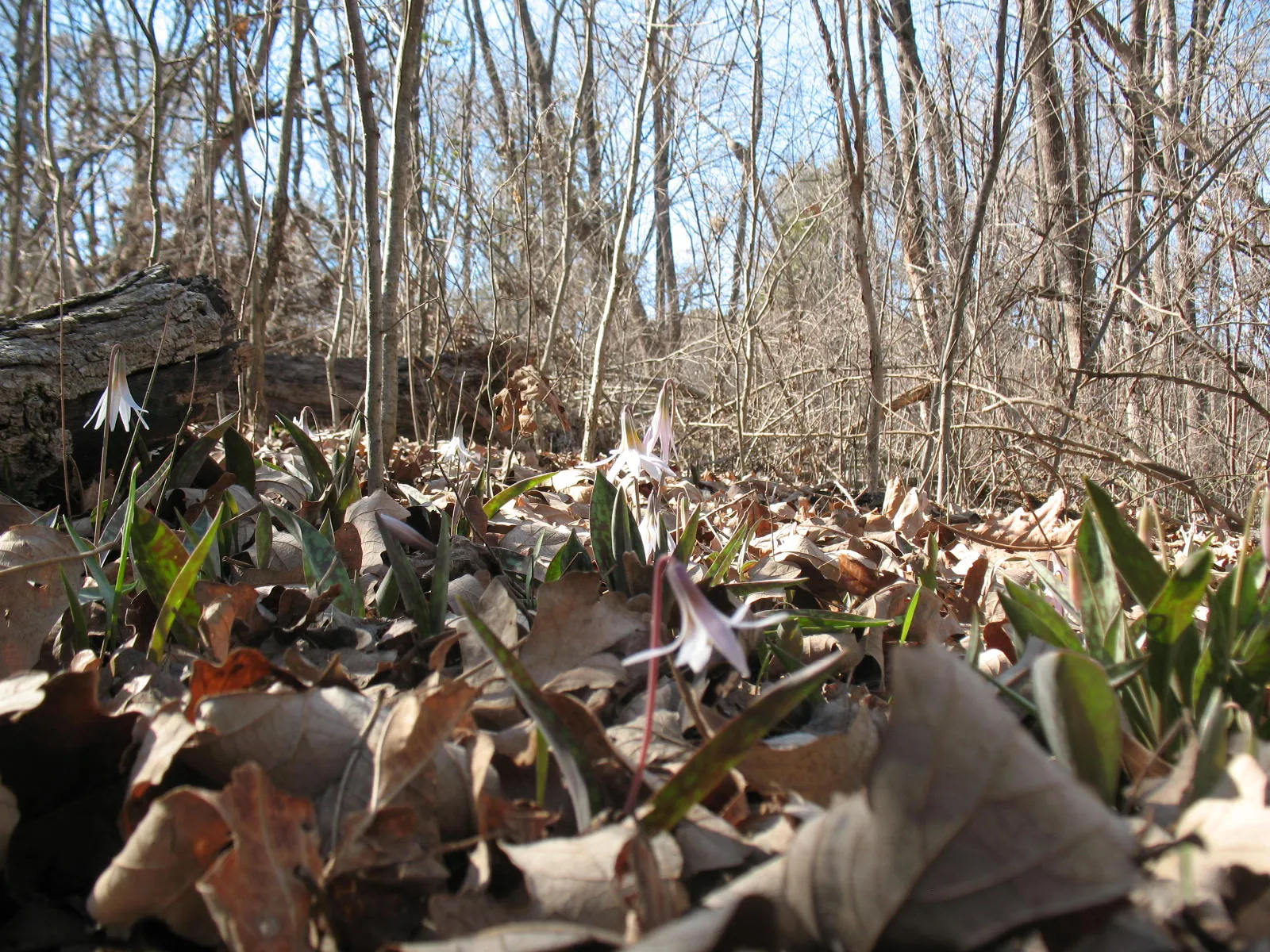 Hike at Heard Natural Science Museum & Wildlife Sanctuary