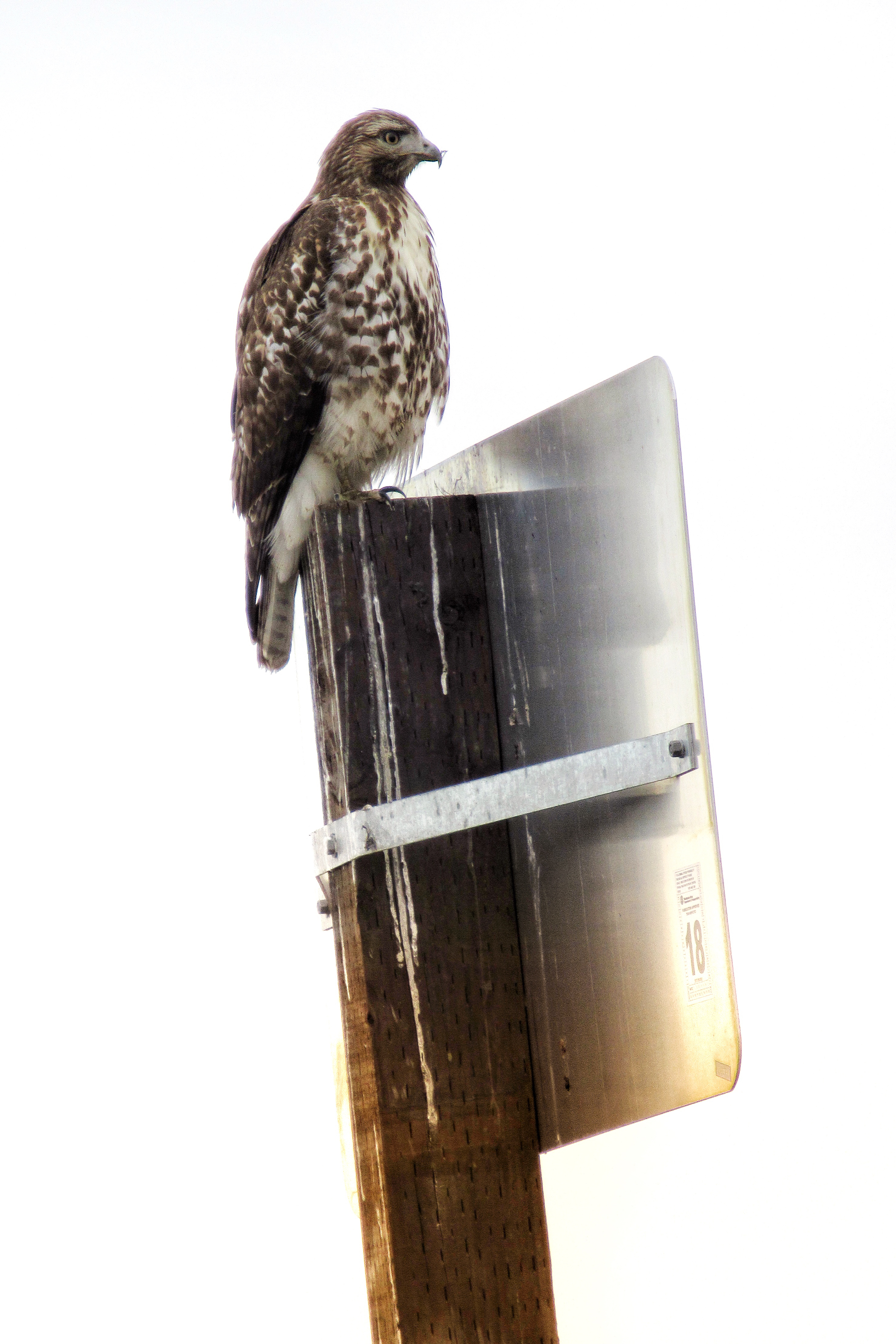 Photograph Birds at the McNary Wildlife Refuge