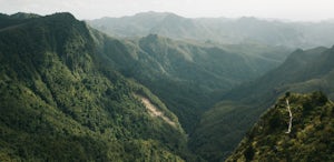 Hike the Kauaeranga Kauri Trail (Pinnacles Track)