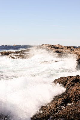 Catch Waves and Wildlife at Point Lobos