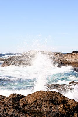 Catch Waves and Wildlife at Point Lobos