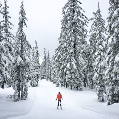 Nordic Ski on Mt. Bachelor