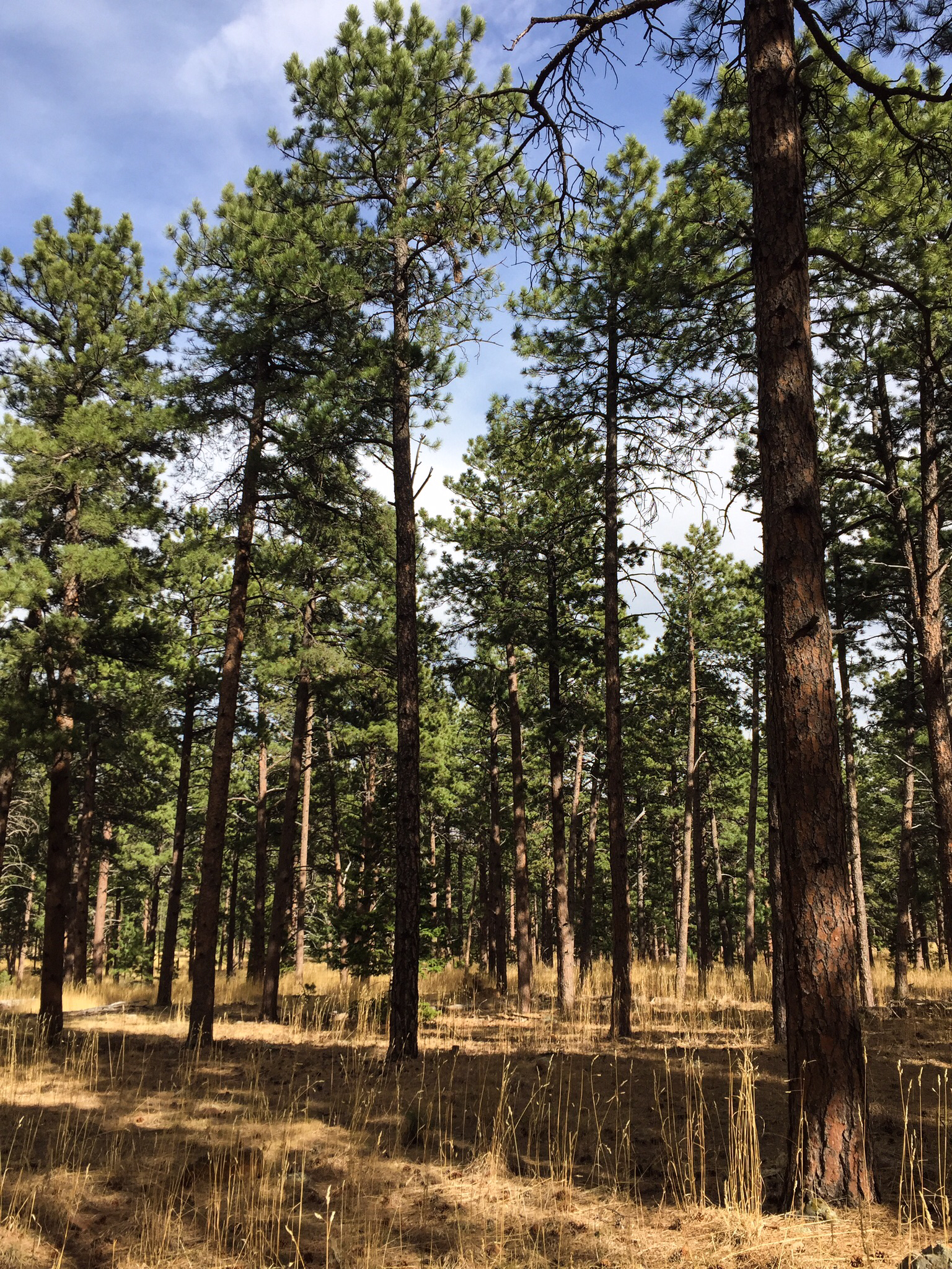 Shanahan Ridge Trail