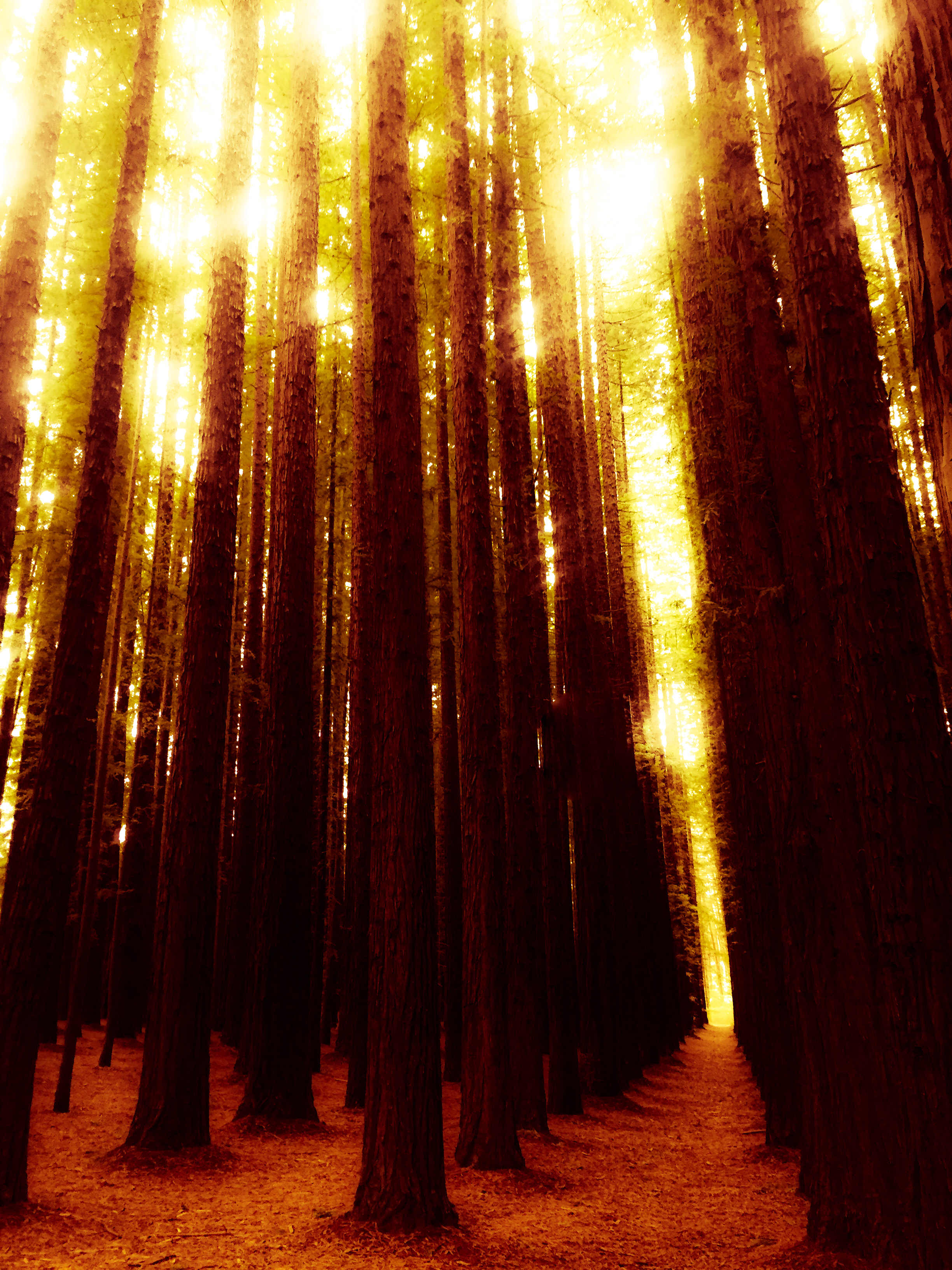 Explore Warburton's Sequoia Forest