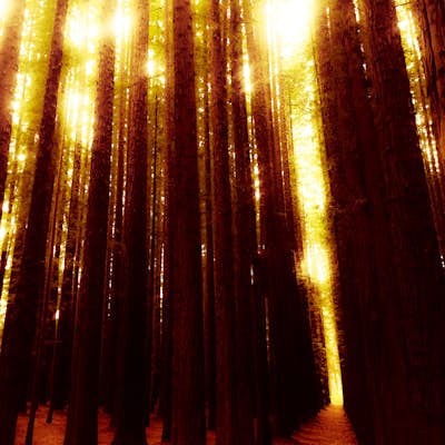 Explore Warburton's Sequoia Forest