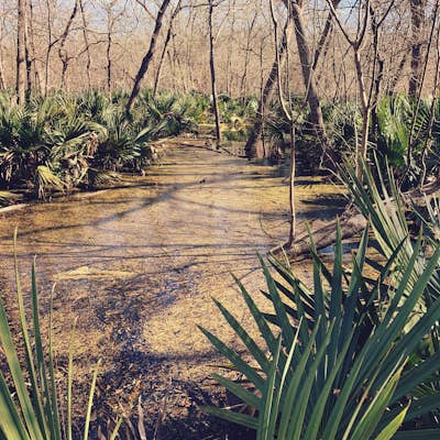 Hike the Ottine Swamp Trail