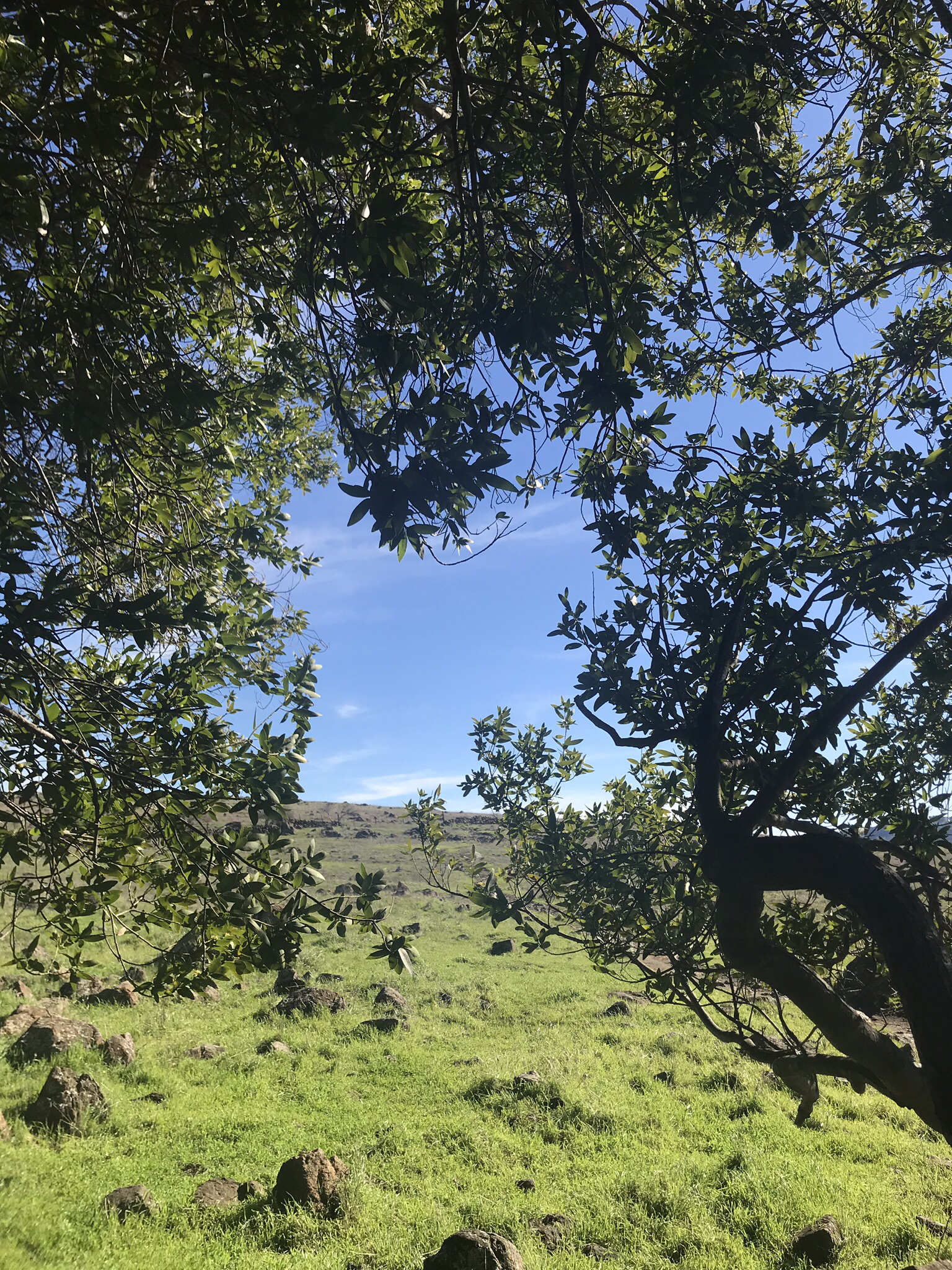 Coyote Peak & Rocky Ridge Trail Loop