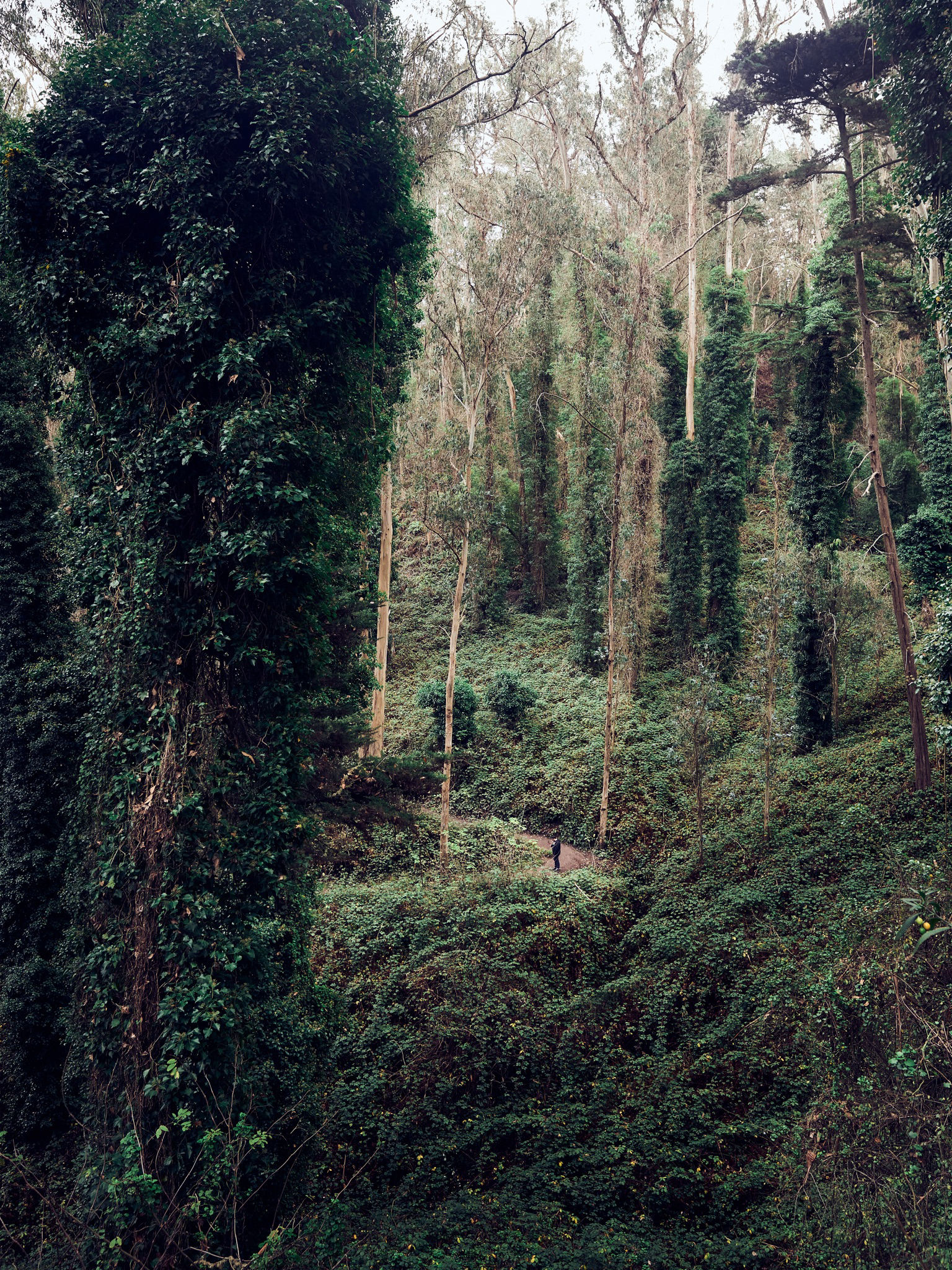 Mount Sutro Open Space Reserve Loop