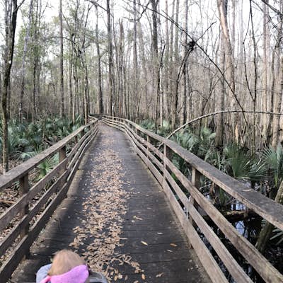 Explore the Francis-Beidler Forest