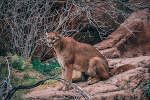 Trail Runner Escapes Mountain Lion Attack by Suffocating It