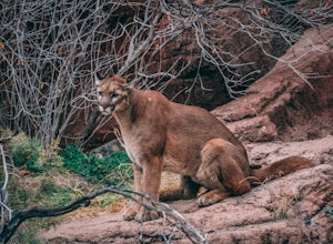 Trail Runner Escapes Mountain Lion Attack by Suffocating It