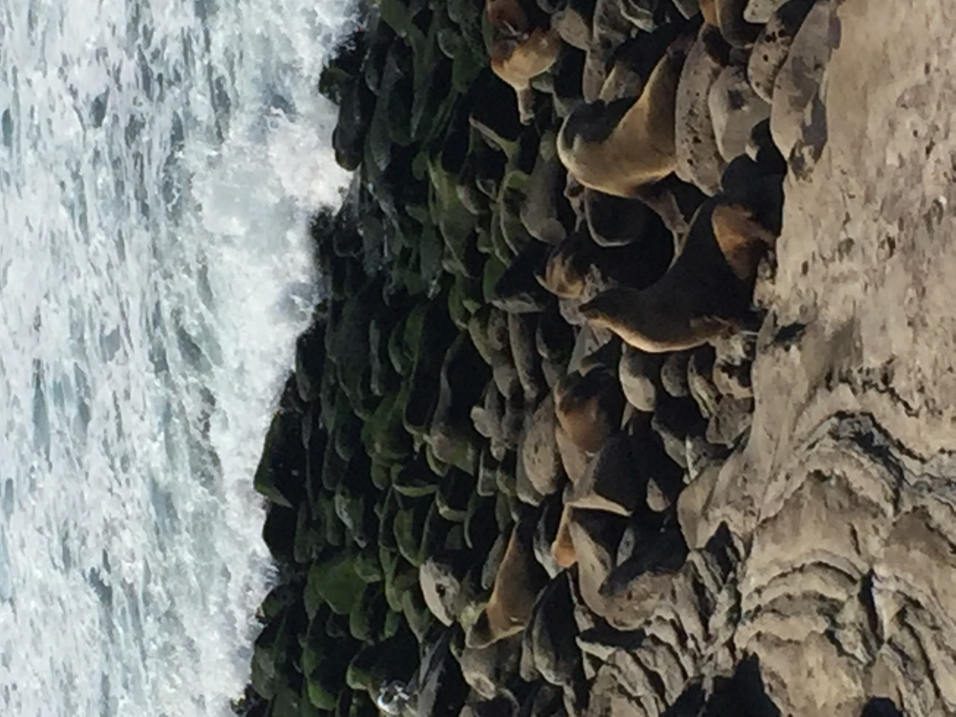 La Jolla Cove