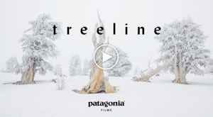 Patagonia's "Treeline" Is a Celebration of Our Dependence on Trees