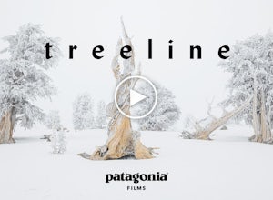 Patagonia's "Treeline" Is a Celebration of Our Dependence on Trees