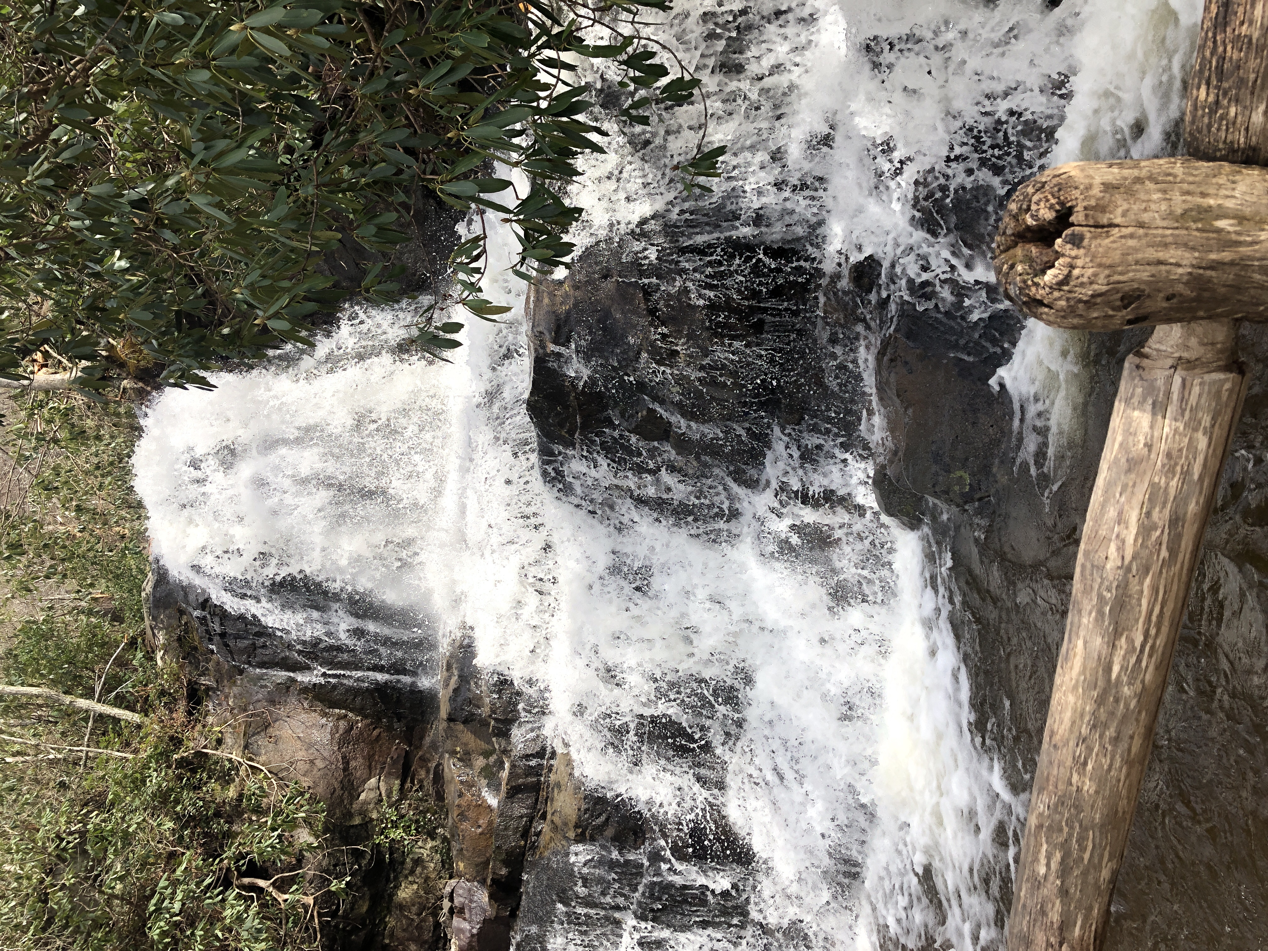 Laurel Falls Trail