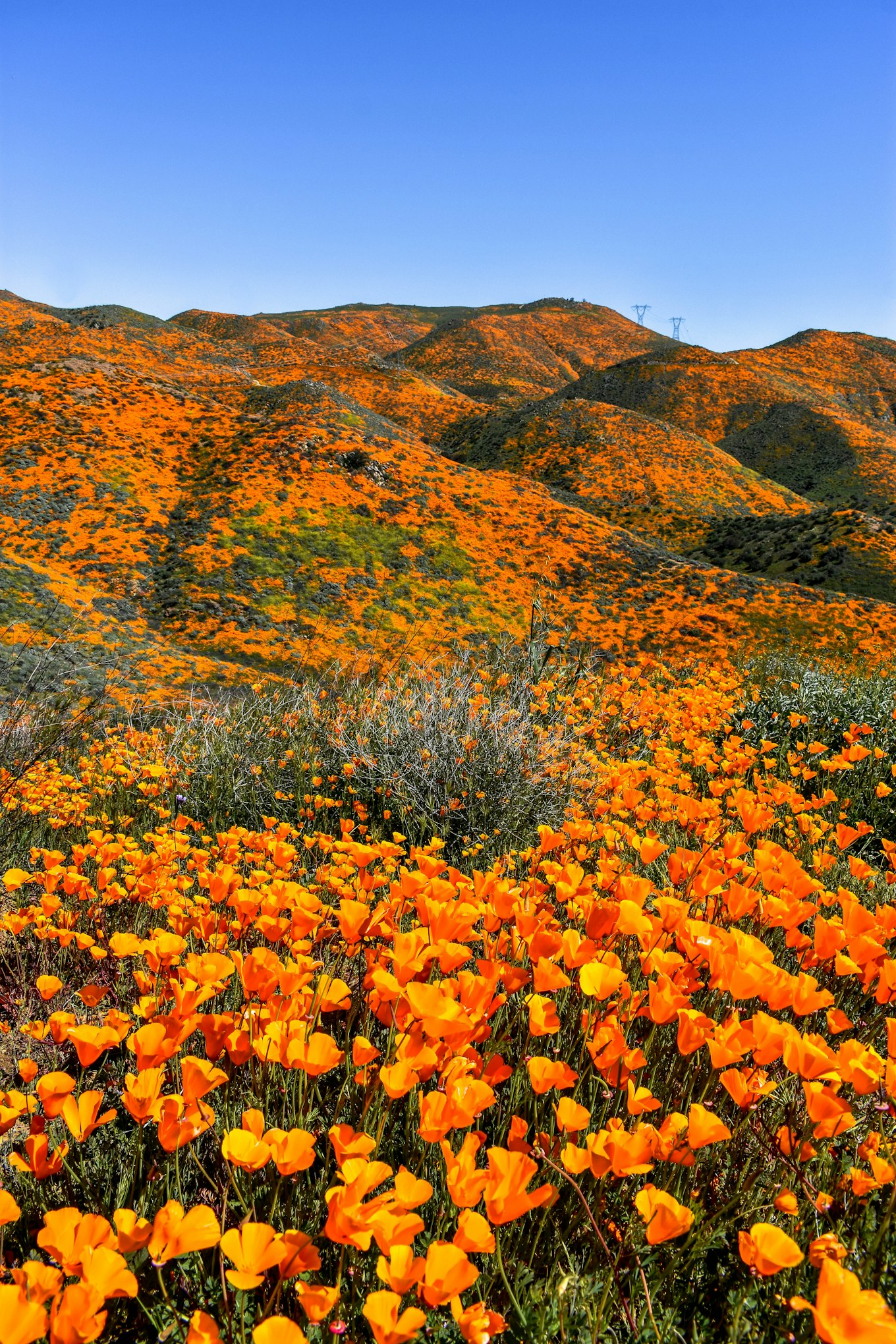 Historic superbloom brings vibrant colors to California's desert - ABC News