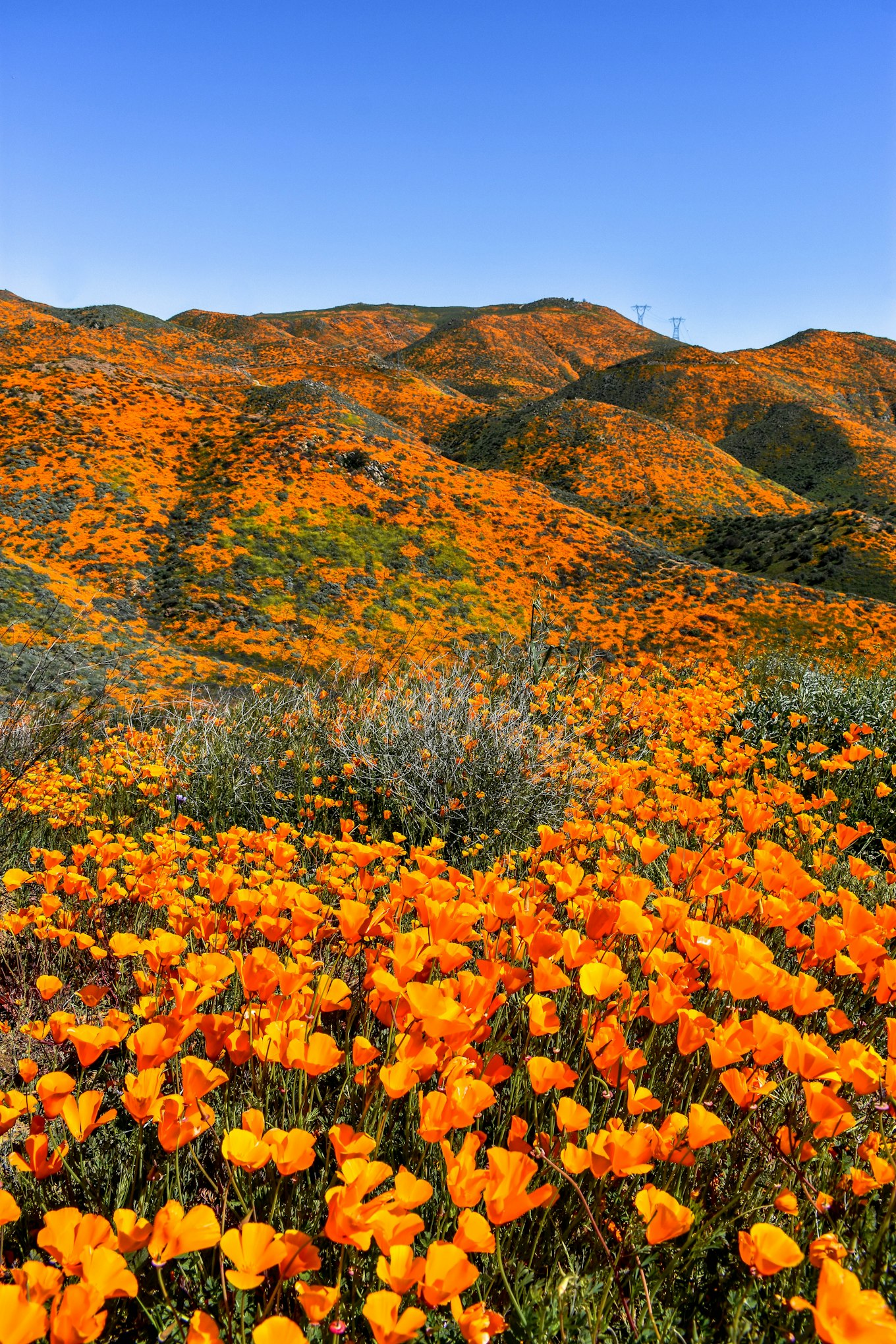 When And Where To See California Wildflowers In 2023 AFAR, 47% OFF