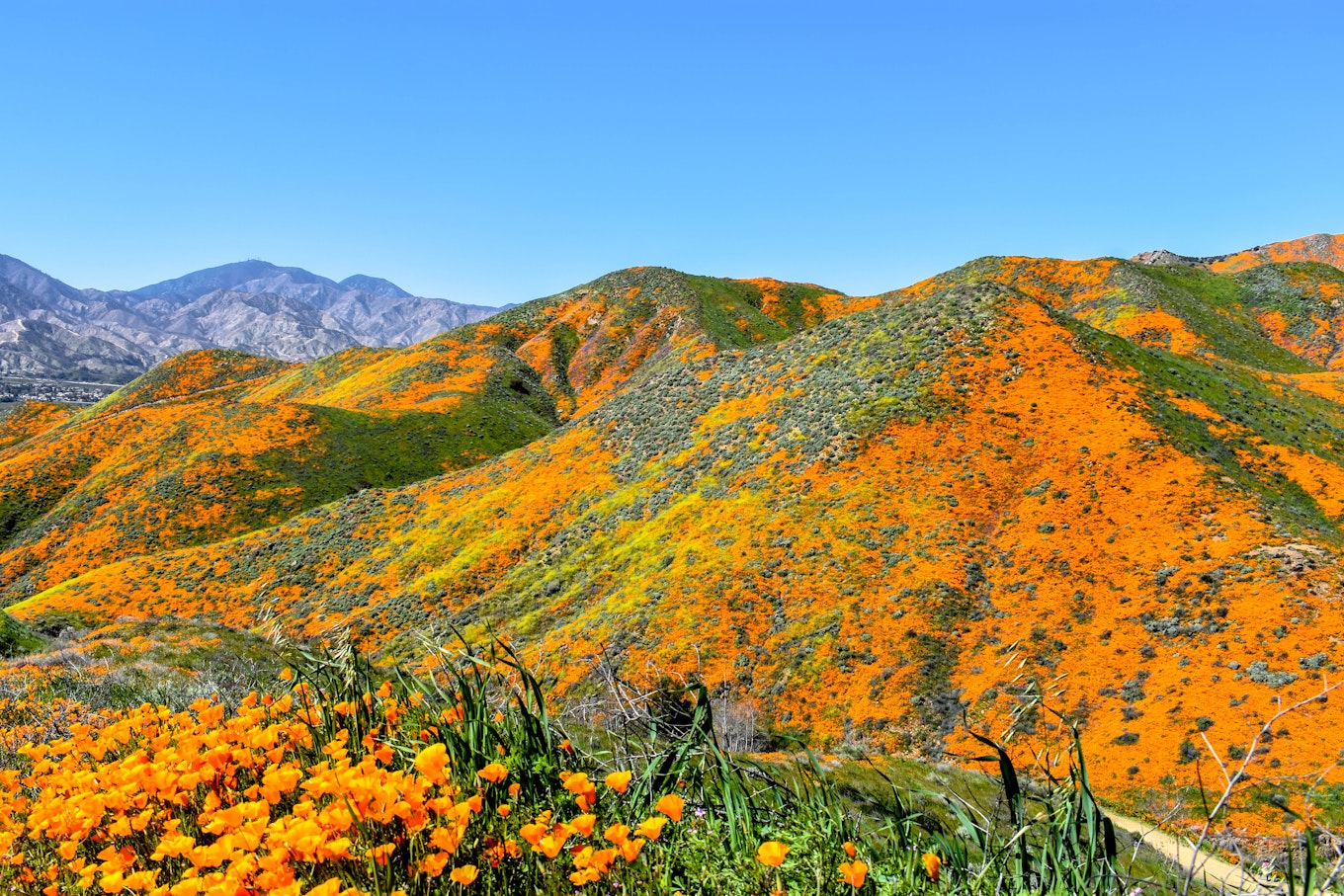 Where to See California Wildflowers This Spring, Visit California