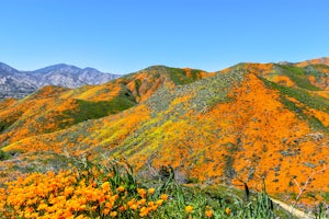3 Days of Chasing Wildflowers in Southern California