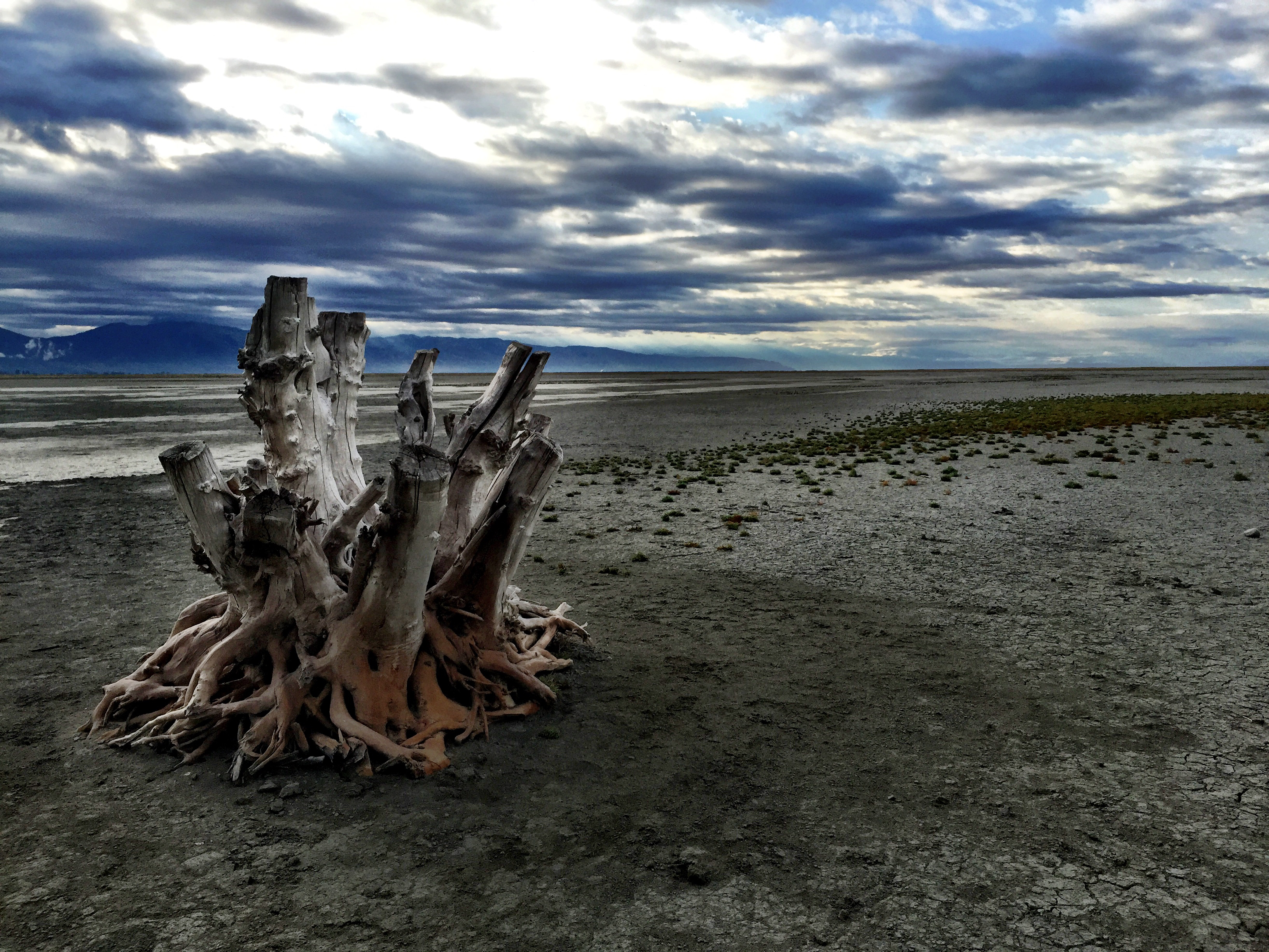 Photograph the Famous Stump by the Antelope Island Causeway 