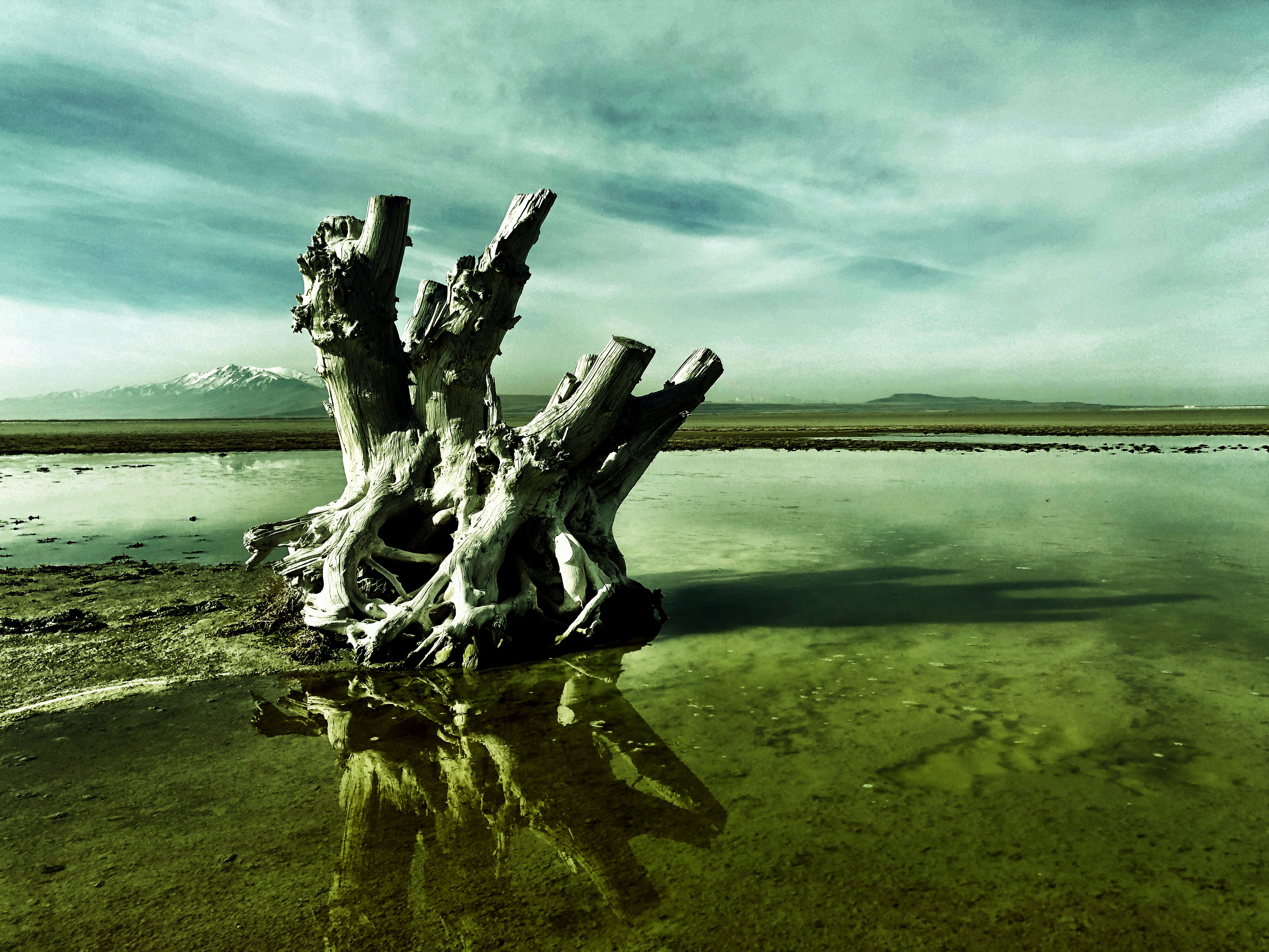 Photograph the Famous Stump by the Antelope Island Causeway 