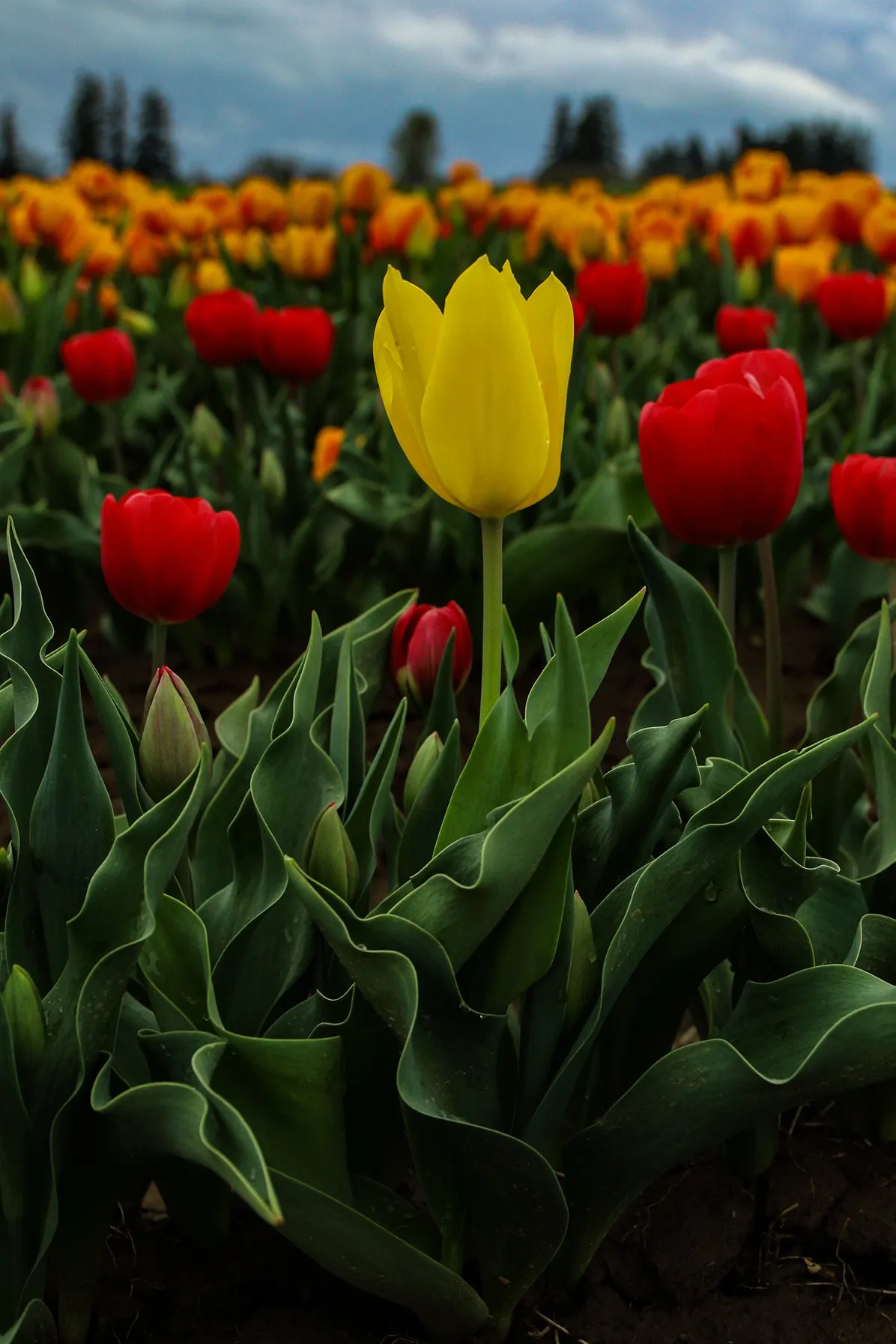 Explore the Woodburn Shoe Tulip Farm