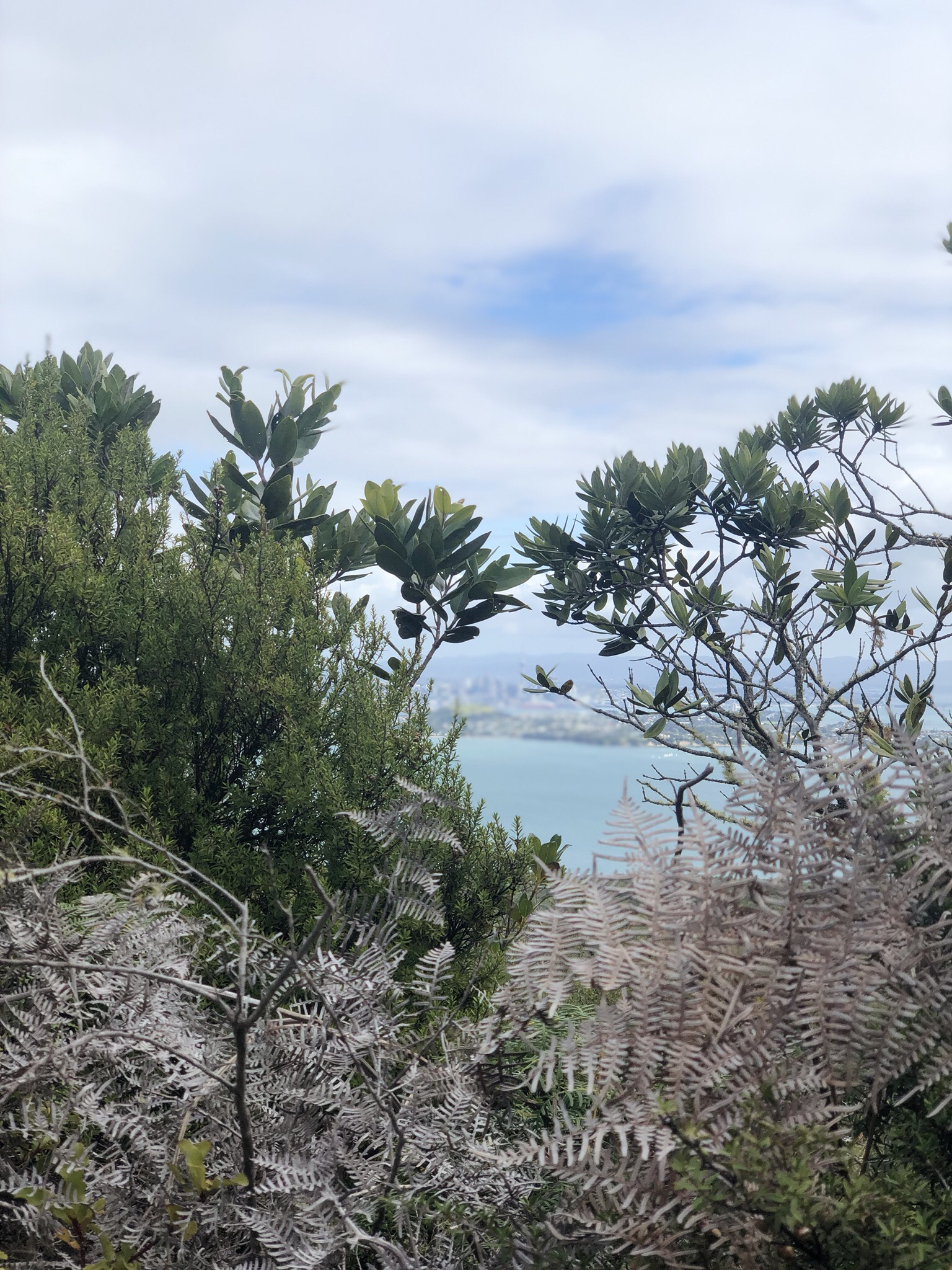 Hike the Summit Track on Rangitoto Island