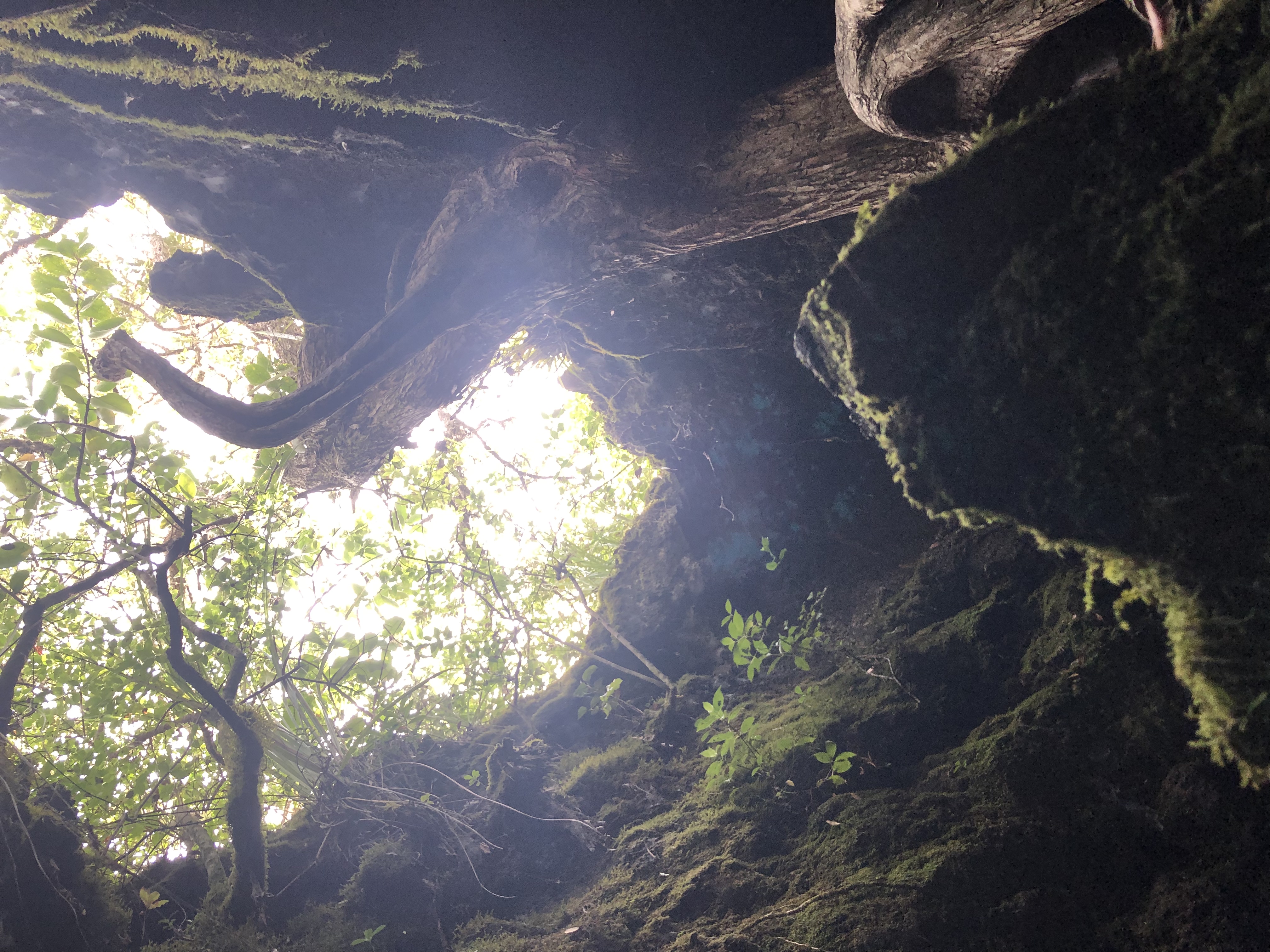 Hike the Summit Track on Rangitoto Island