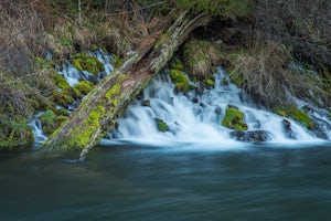 Hike the West Metolius River Trail