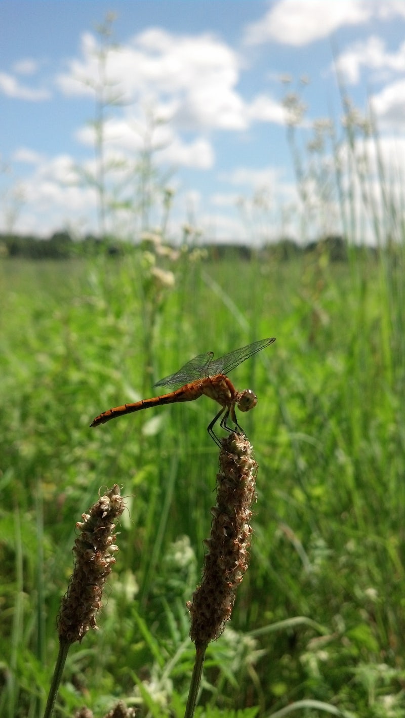 Photo of Homerville KOA Holiday