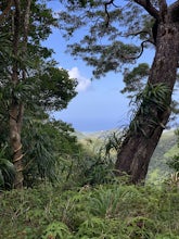 Wiliwilinui Ridge Trail