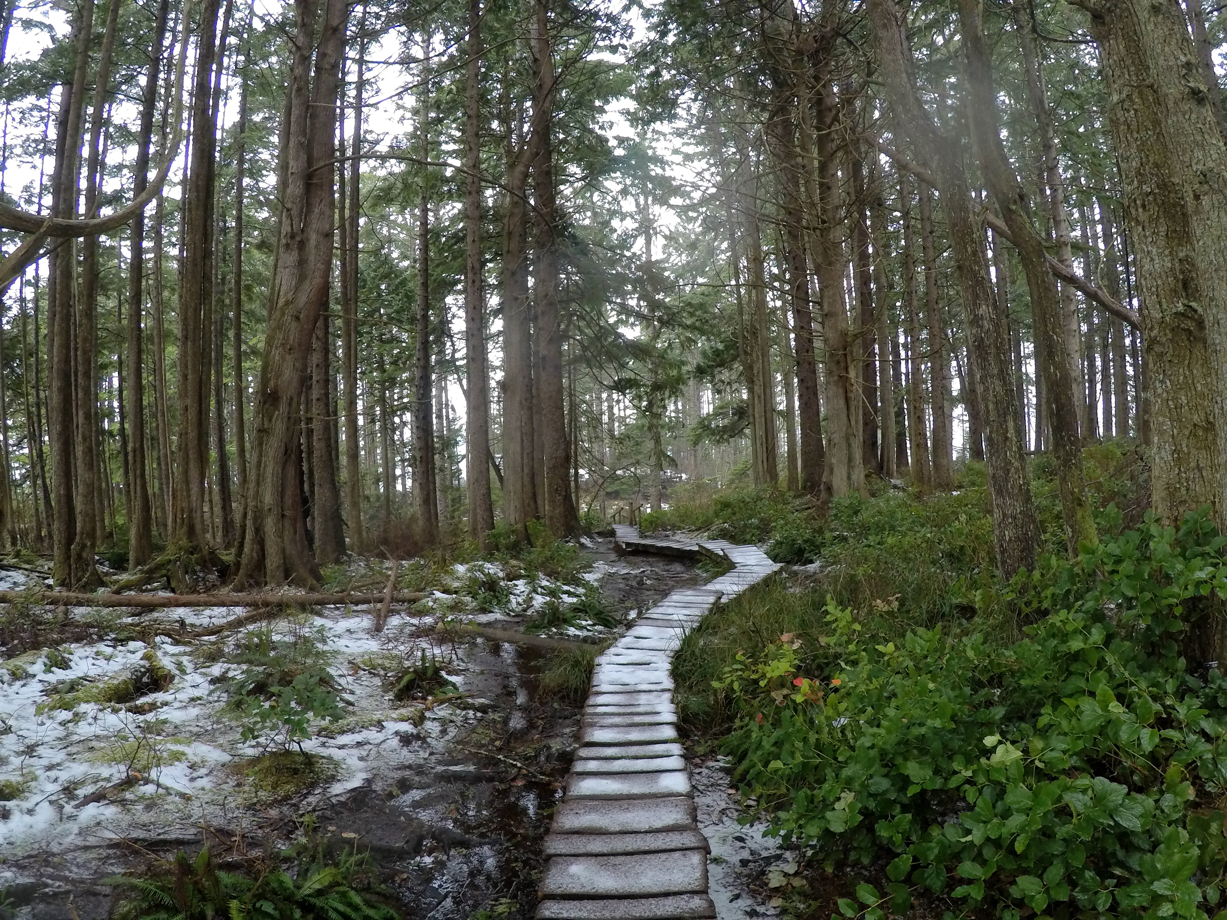 Cape Flattery