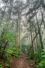 Bootjack Campground to Muir Woods