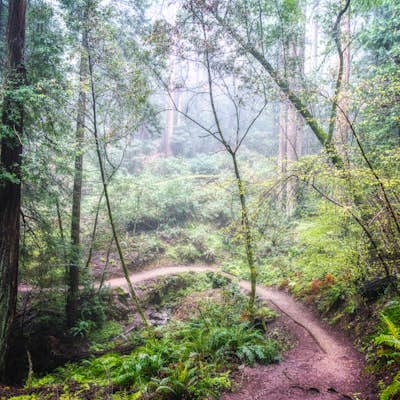 Bootjack Campground to Muir Woods
