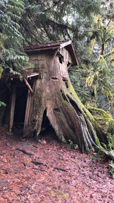 Hike to Guillemont Cove Stump House