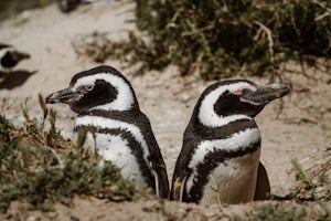 Peninsula Valdes - A Different Side of Patagonia