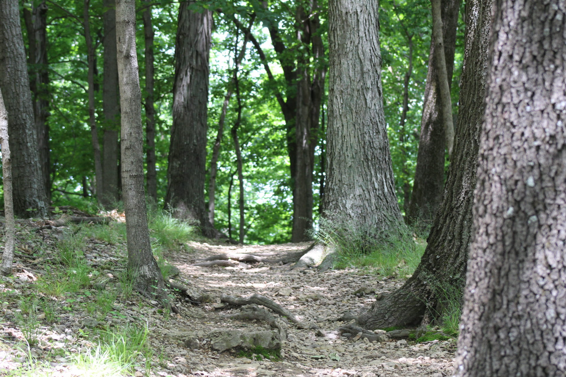 Hike around Radnor Lake