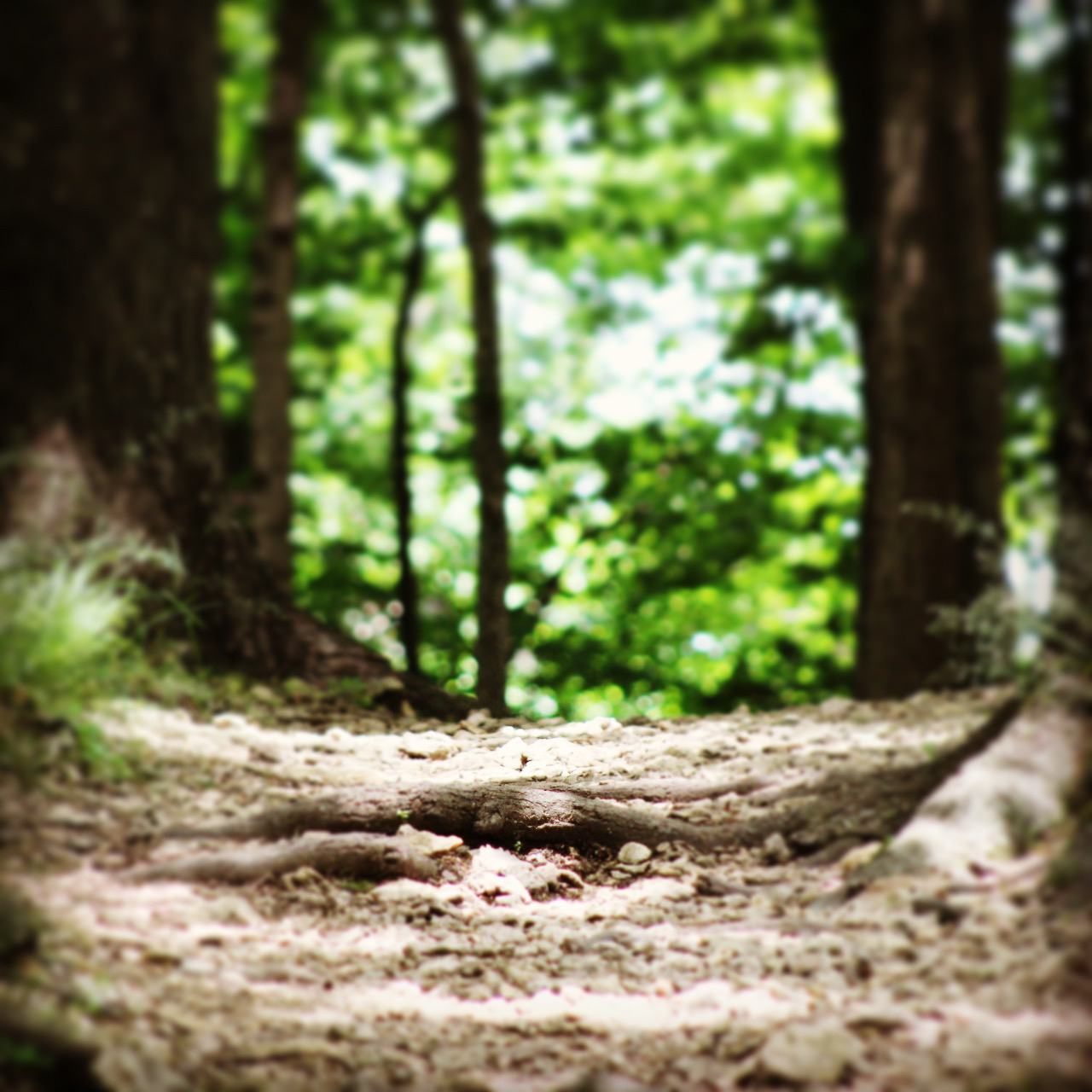 Hike around Radnor Lake
