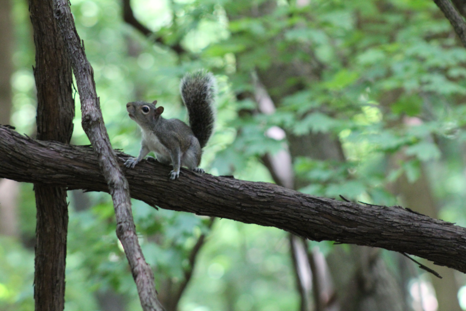 Hike around Radnor Lake