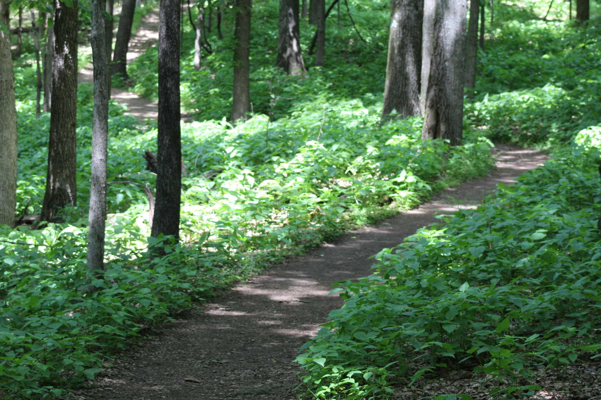 Hike around Radnor Lake