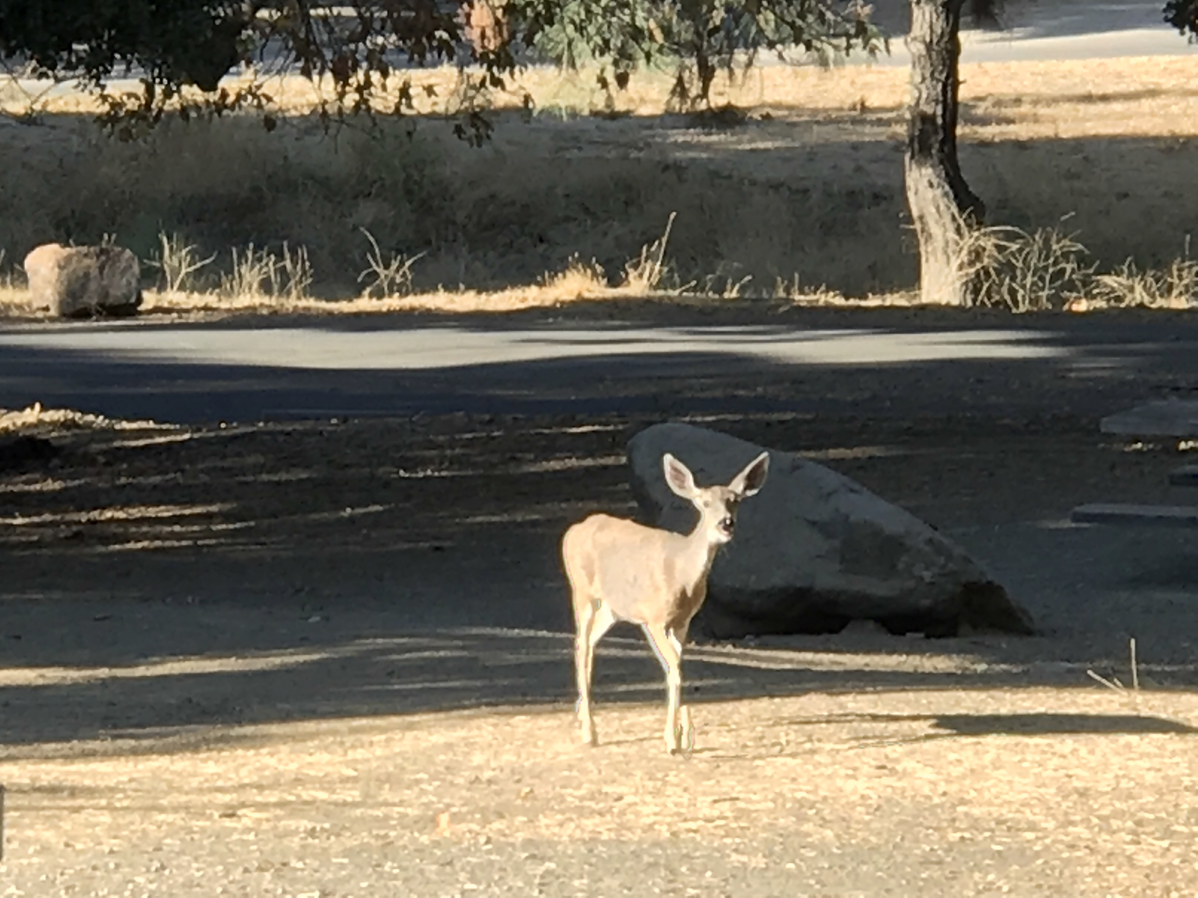 Del Valle Regional Park