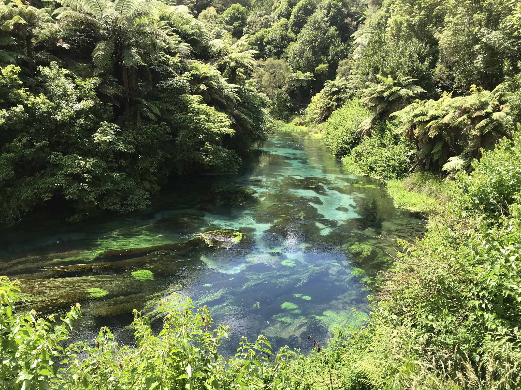 Hike to Te Waihou Springs
